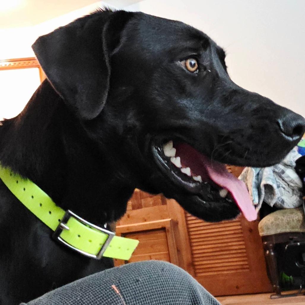 Jingles, Adoptable, Young Male Black Labrador Retriever & Mixed Breed.