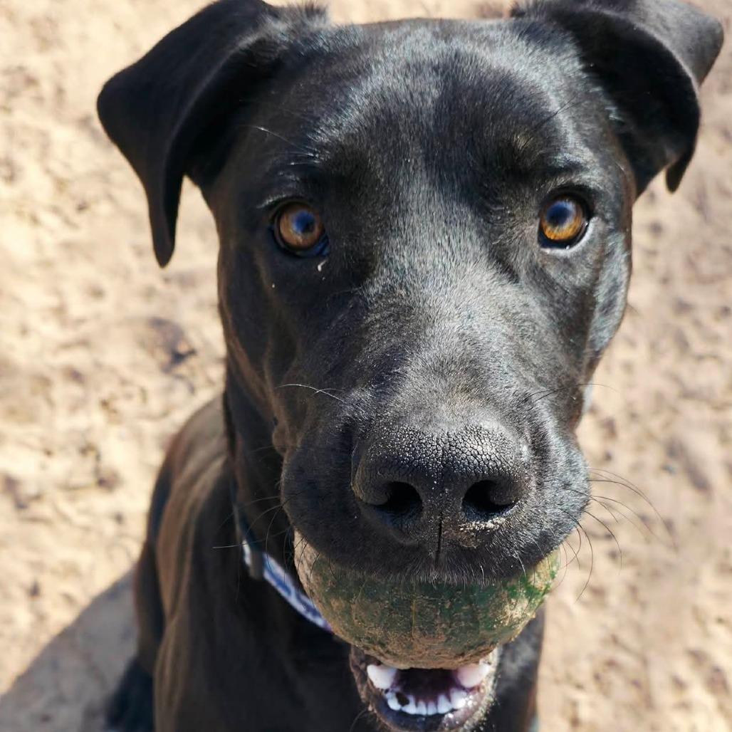 Enlarge Jingles, a Adoptable mixed breed in Newcastle, OK image 2/5