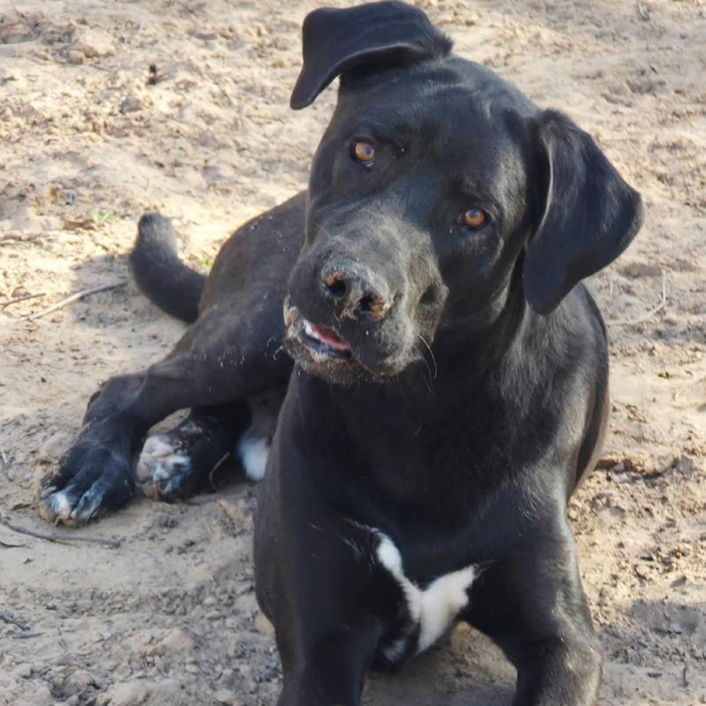 Enlarge Jingles, a Adoptable mixed breed in Newcastle, OK image 4/5