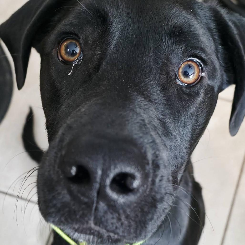 Enlarge Jingles, a Adoptable mixed breed in Newcastle, OK image 5/5