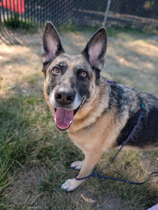Faith, Adoptable, Adult Female German Shepherd Dog.