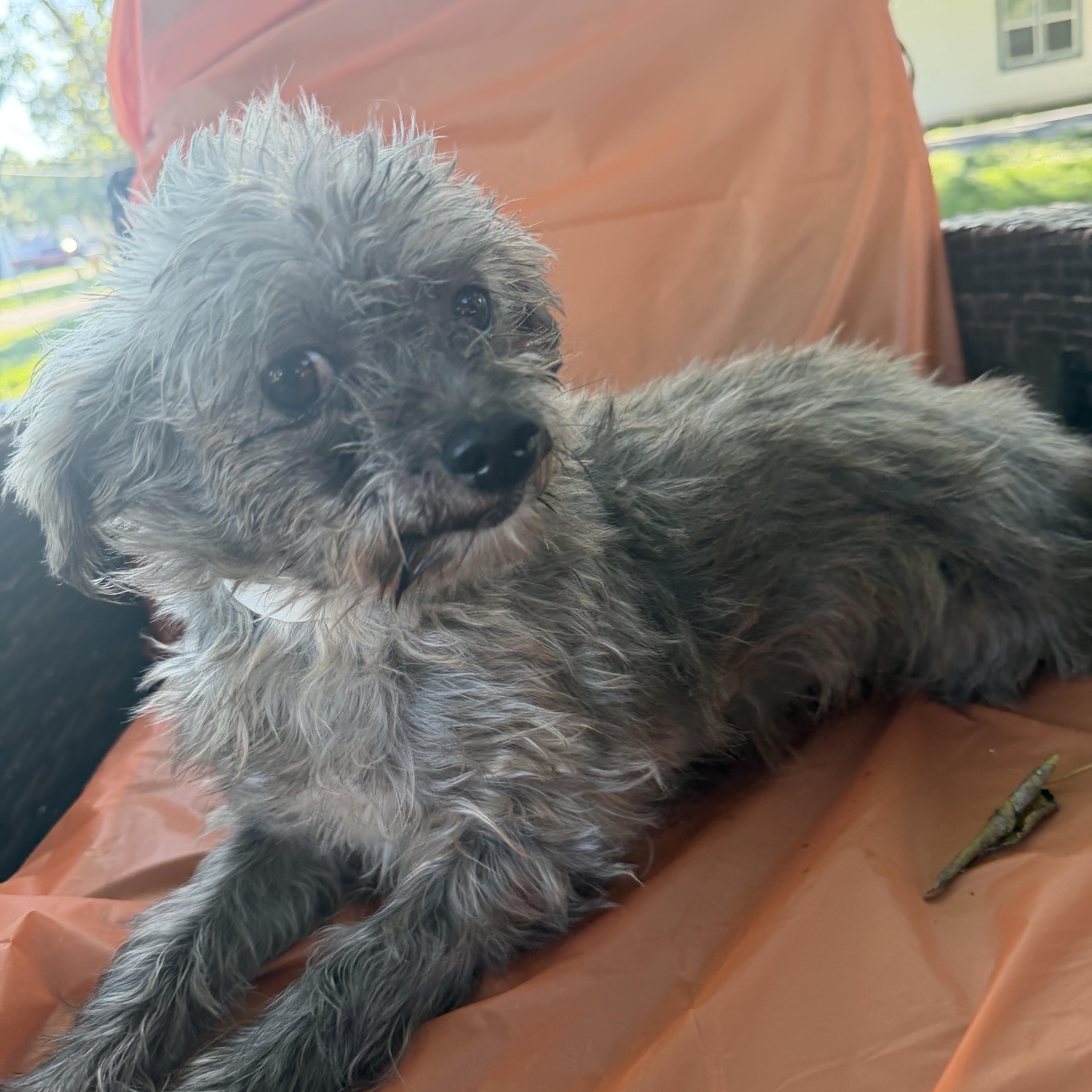 Shelly, Adoptable, Adult Female Miniature Poodle.