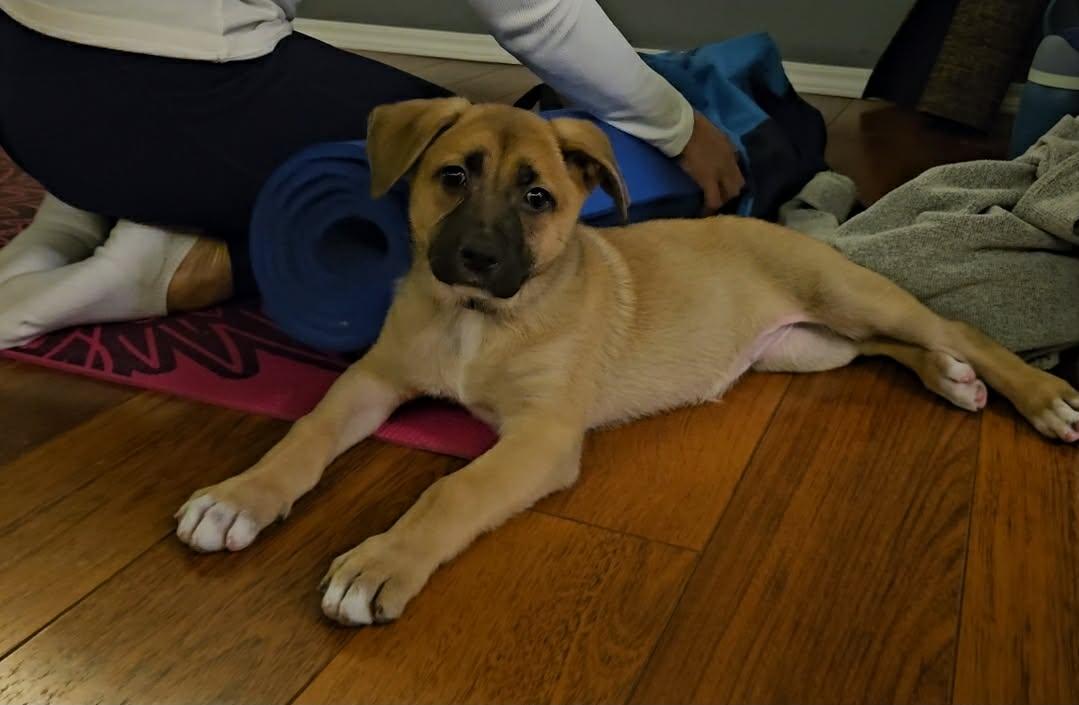 Dolly, ADOPTABLE, Puppy Female German Shepherd Dog.