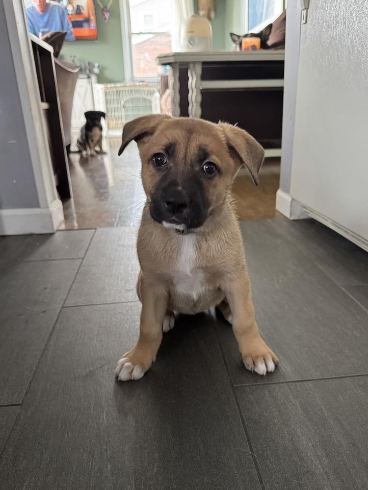 Enlarge Dolly, a ADOPTABLE mixed breed in China Township, MI image 1/4