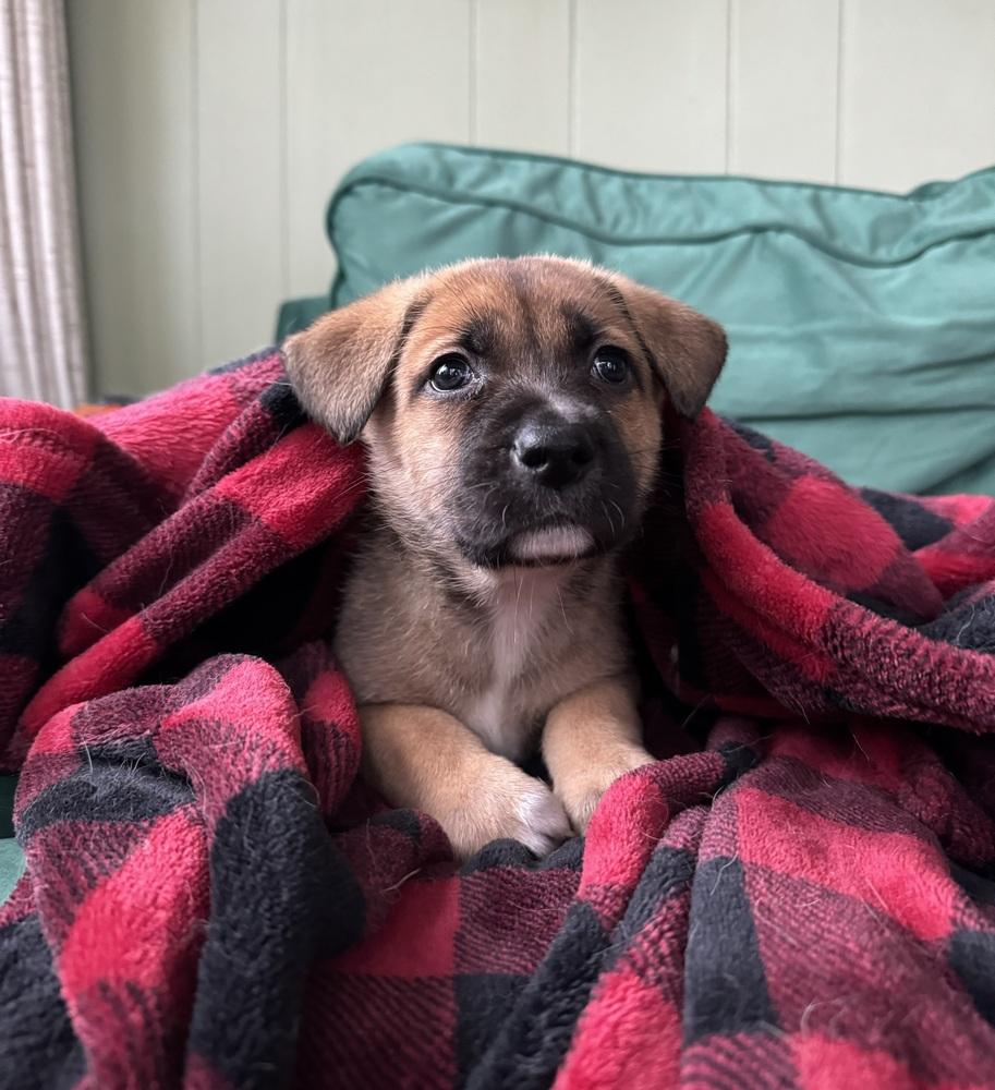 Enlarge Dolly, a ADOPTABLE mixed breed in China Township, MI image 3/4