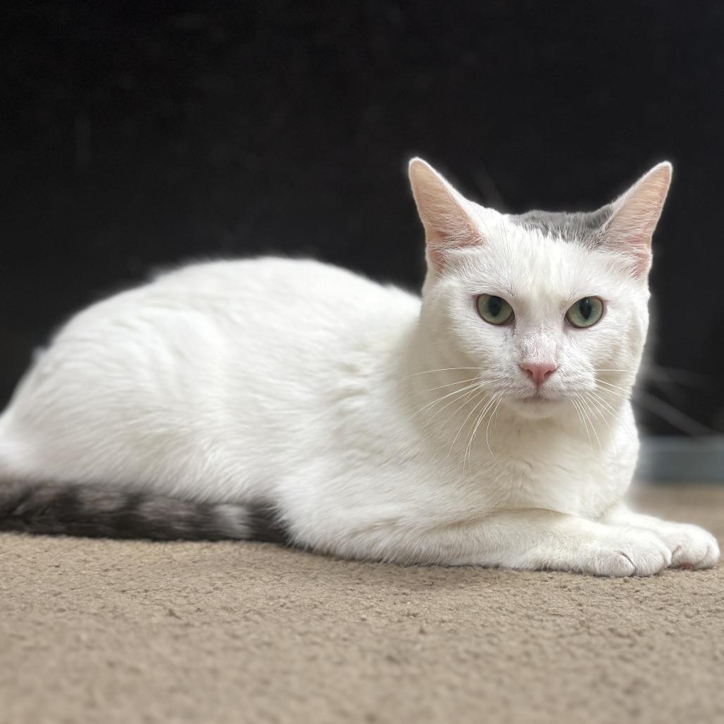 Jewel, a Adoptable Domestic Short Hair image 1/6