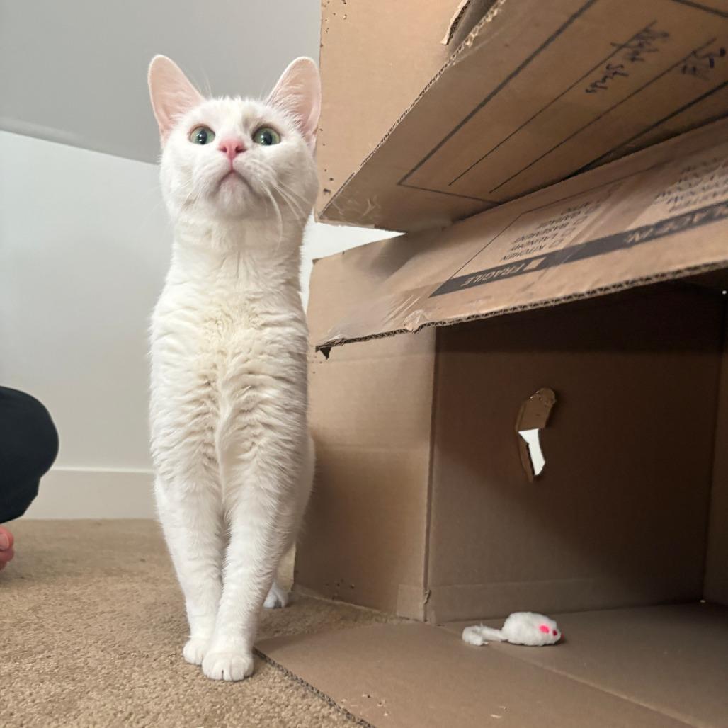 Enlarge Jewel, a Adoptable Domestic Short Hair in Chicago, IL image 2/6