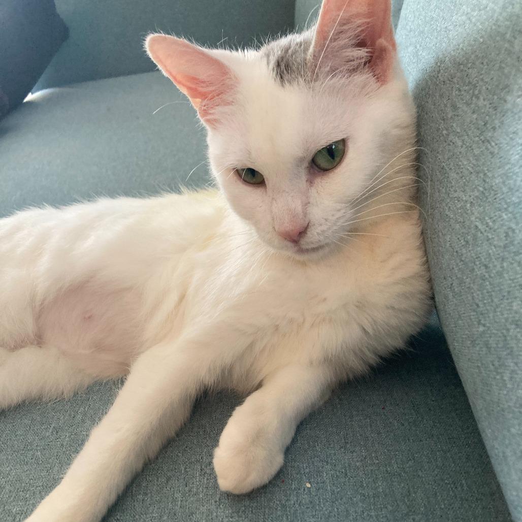 Jewel, a Adoptable Domestic Short Hair image 2/6