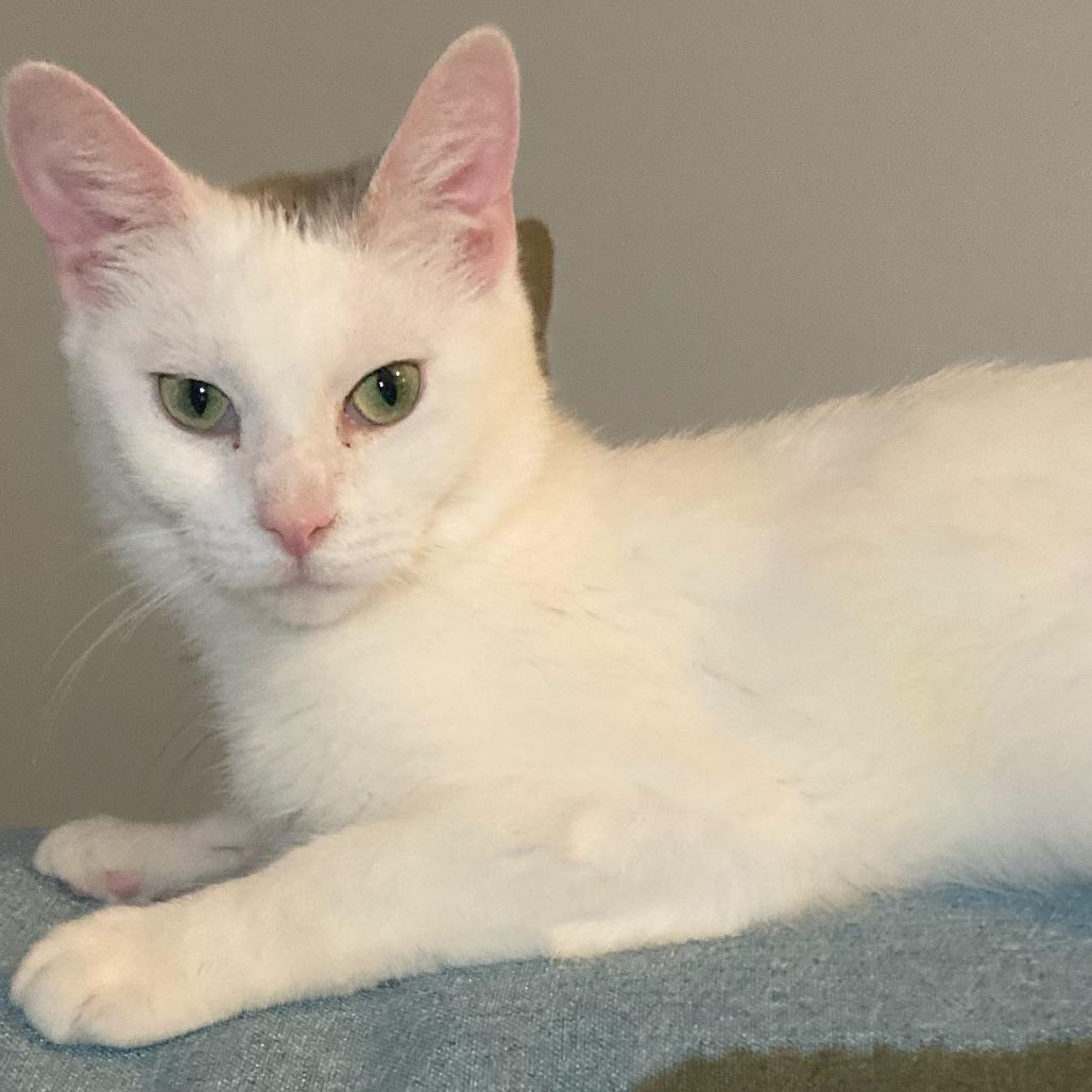 Jewel, a Adoptable Domestic Short Hair image 4/6