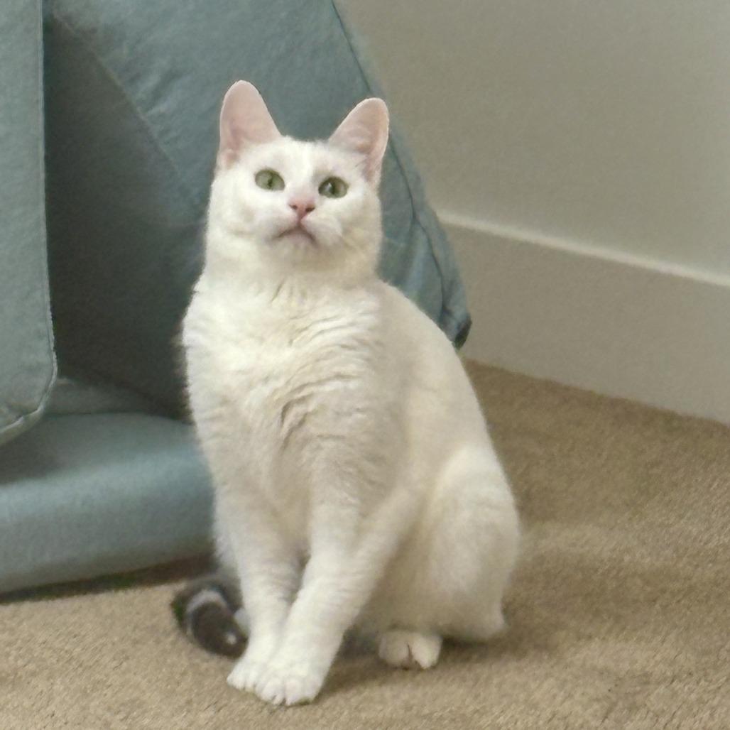 Jewel, a Adoptable Domestic Short Hair image 5/6