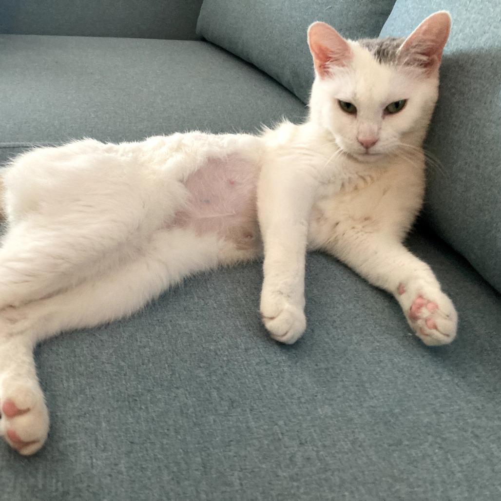 Jewel, a Adoptable Domestic Short Hair image 6/6