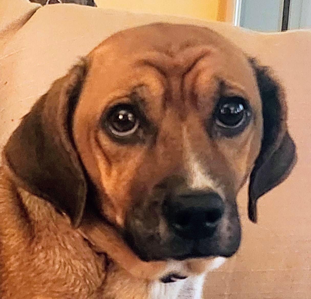 Wendy, Adoptable, Adult Female Beagle & Terrier.