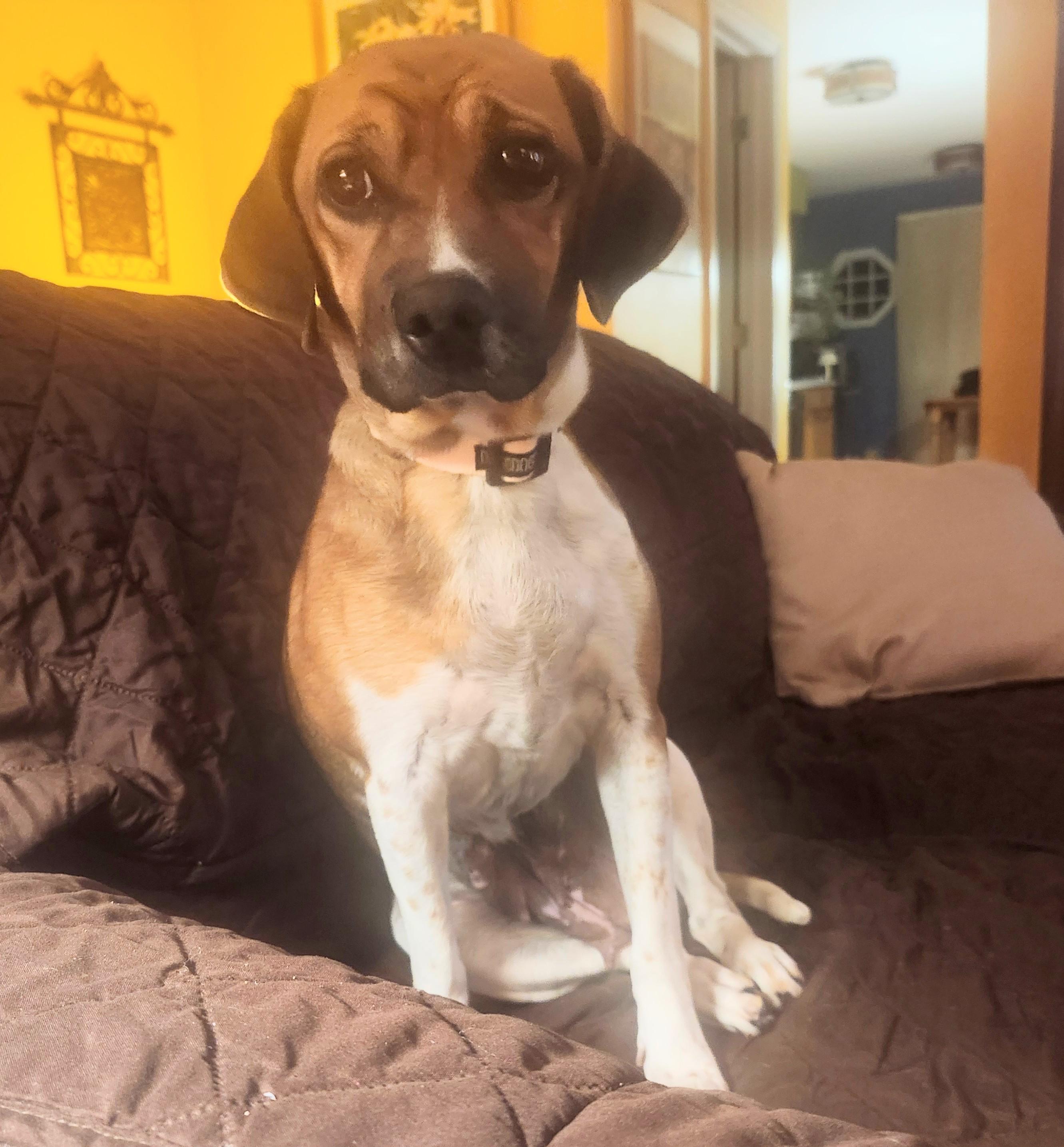 Enlarge Wendy, a Adoptable mixed breed in Aurora, IL image 3/3