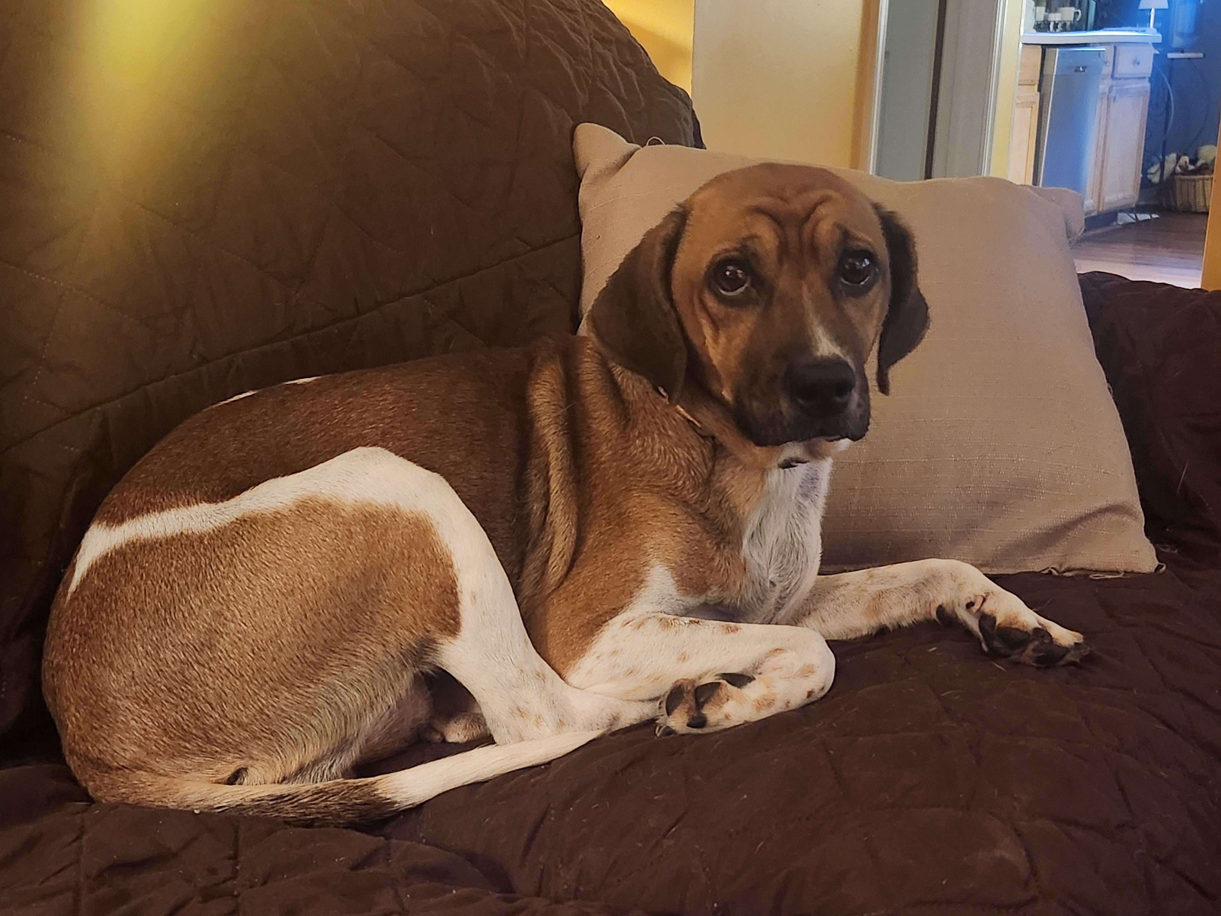Enlarge Wendy, a Adoptable mixed breed in Aurora, IL image 2/3