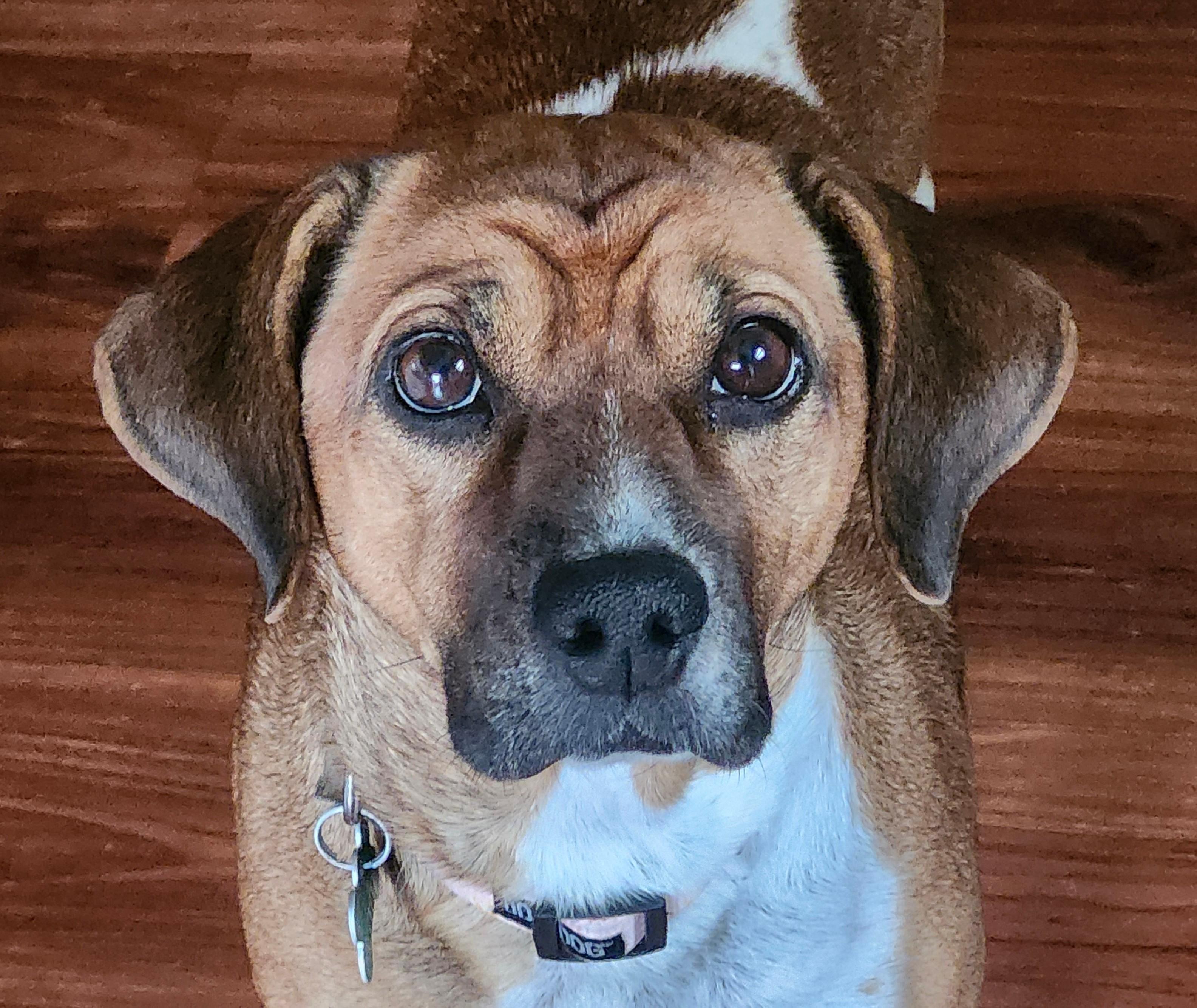 Enlarge Wendy, a Adopted mixed breed in Aurora, IL image 1/4