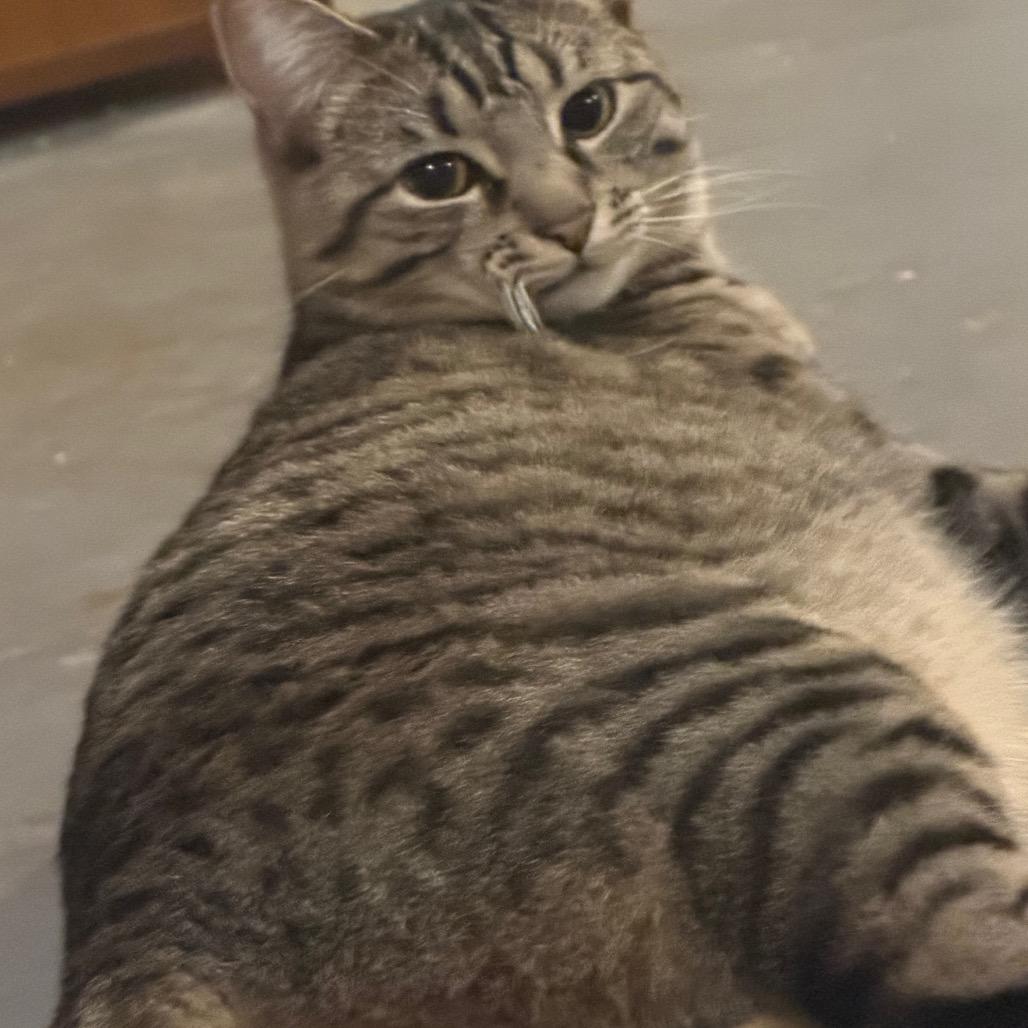 Apple jack, a Adoptable Domestic Short Hair in Reisterstown, MD image 1/4