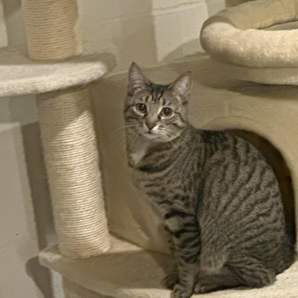 Apple jack, a Adoptable Domestic Short Hair in Reisterstown, MD image 3/4