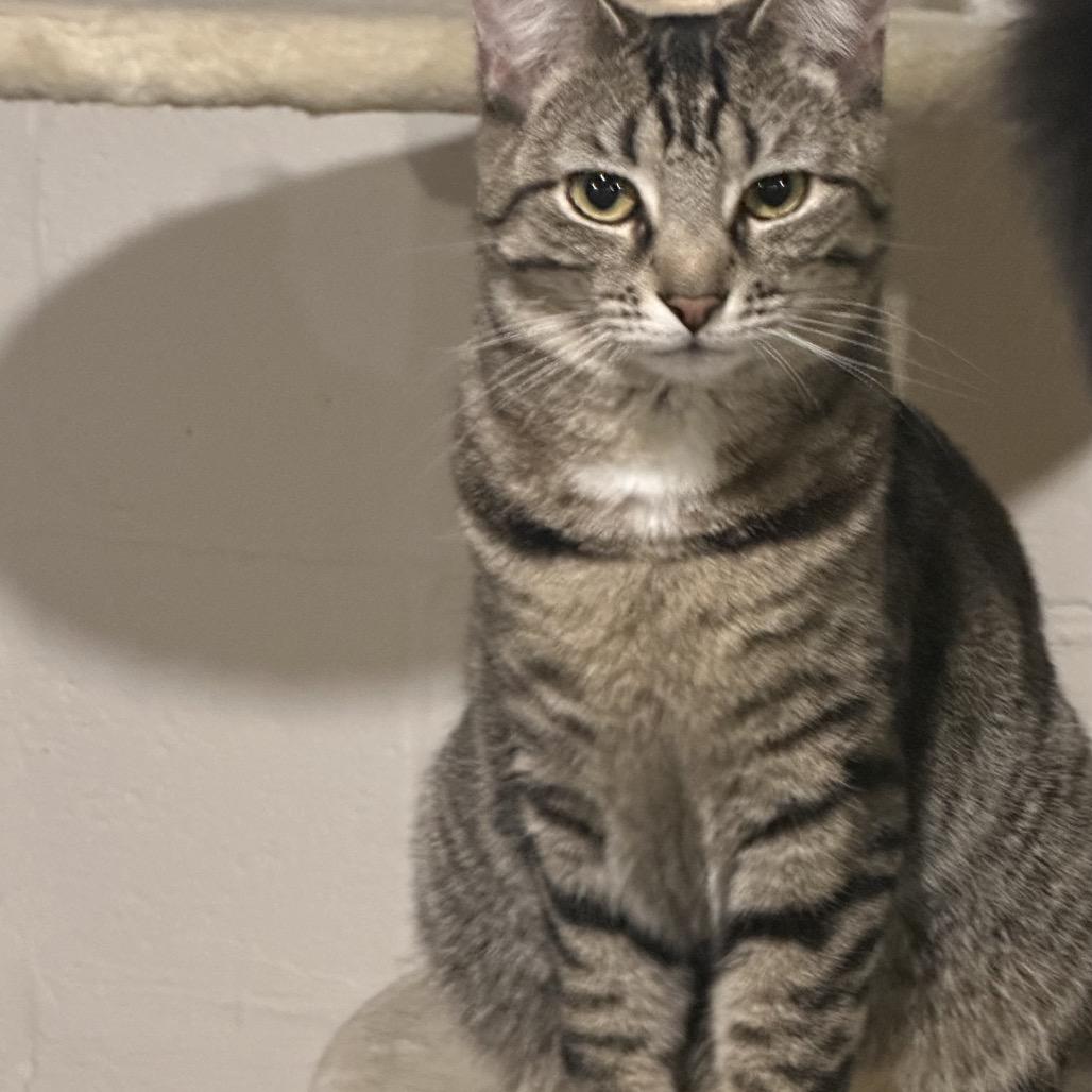 Apple jack, a Adoptable Domestic Short Hair in Reisterstown, MD image 4/4