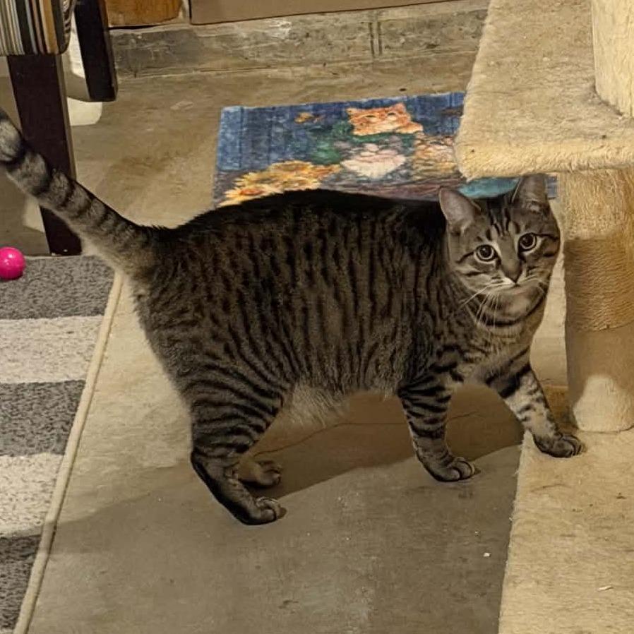 Enlarge Apple jack, a Adoptable Domestic Short Hair in Reisterstown, MD image 5/5