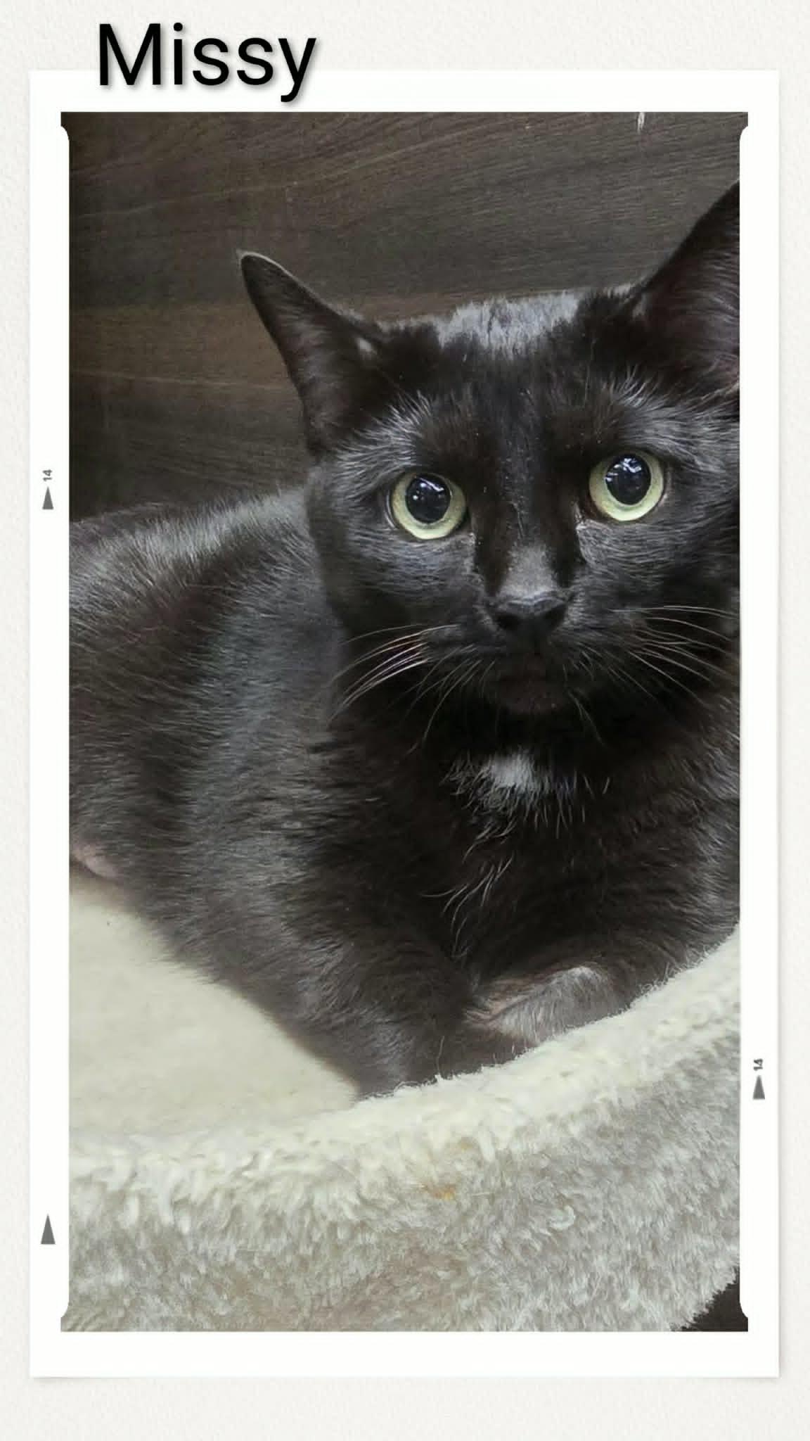 Missy, Adoptable, Young Female Domestic Short Hair.