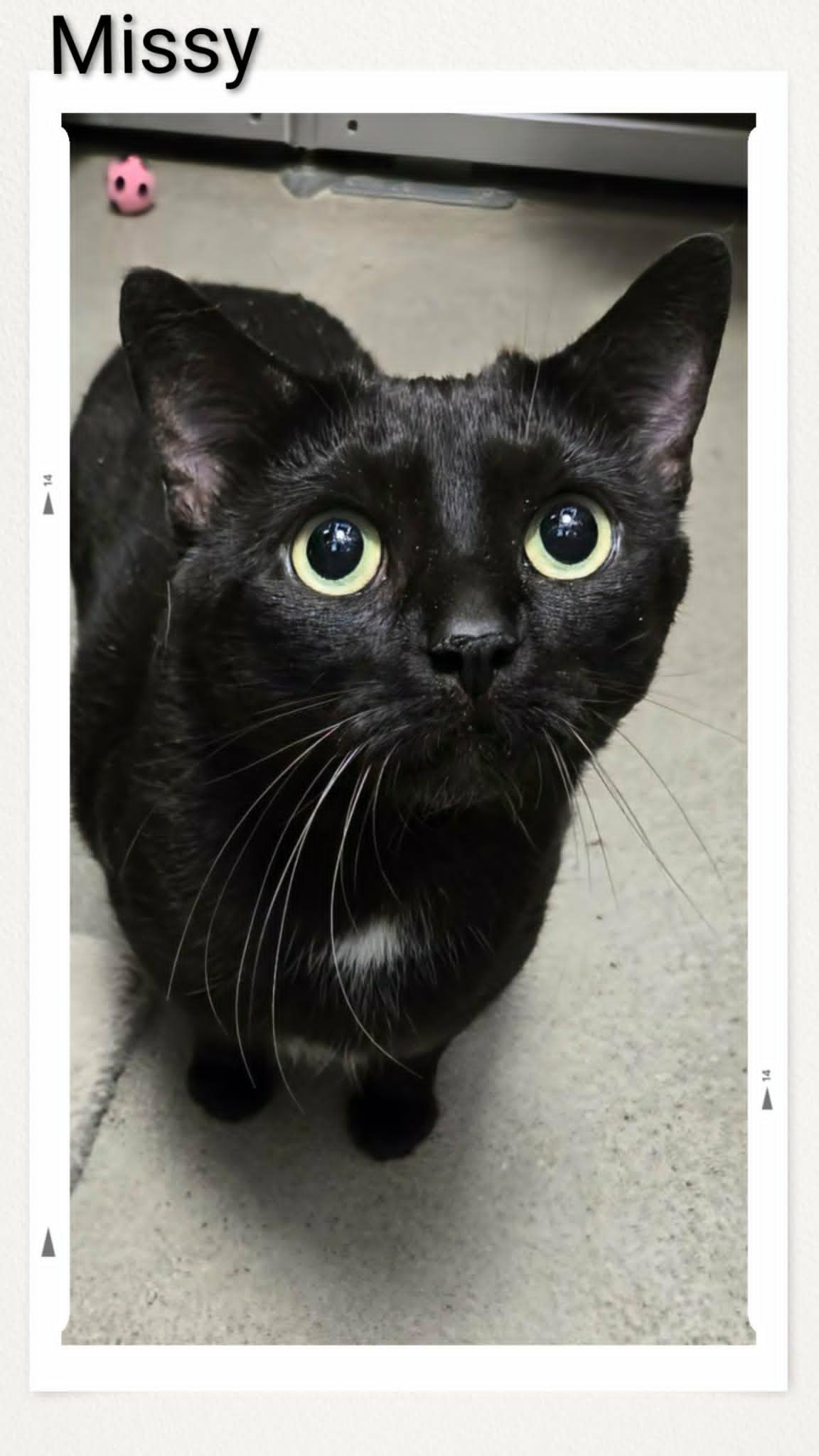 Enlarge Missy, a Adoptable Domestic Short Hair in Caistor Centre, ON image 2/2