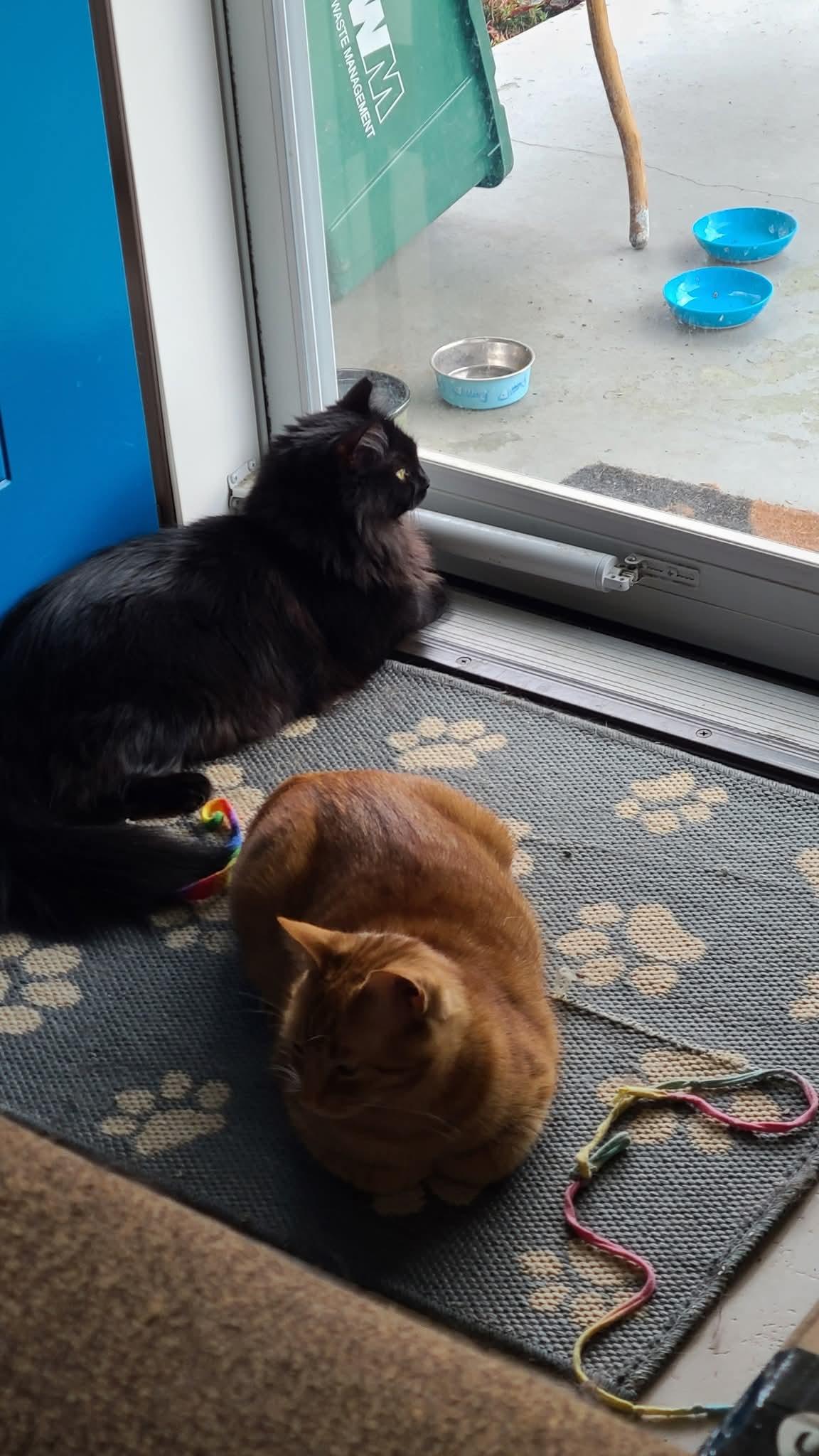 Annie, Adoptable, Young Female Domestic Medium Hair.