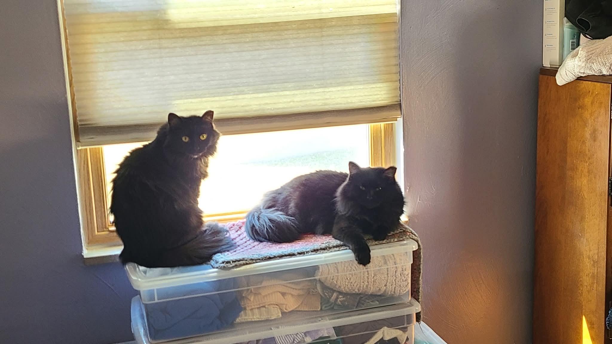 Enlarge Annie, a Adoptable Domestic Medium Hair in Carnegie, PA image 2/5