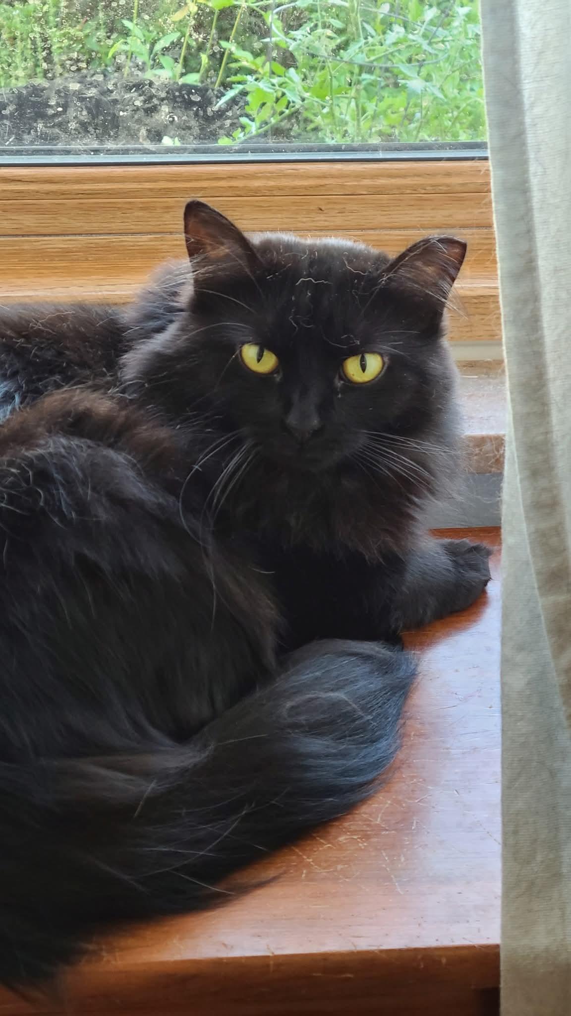 Enlarge Annie, a Adoptable Domestic Medium Hair in Carnegie, PA image 3/5