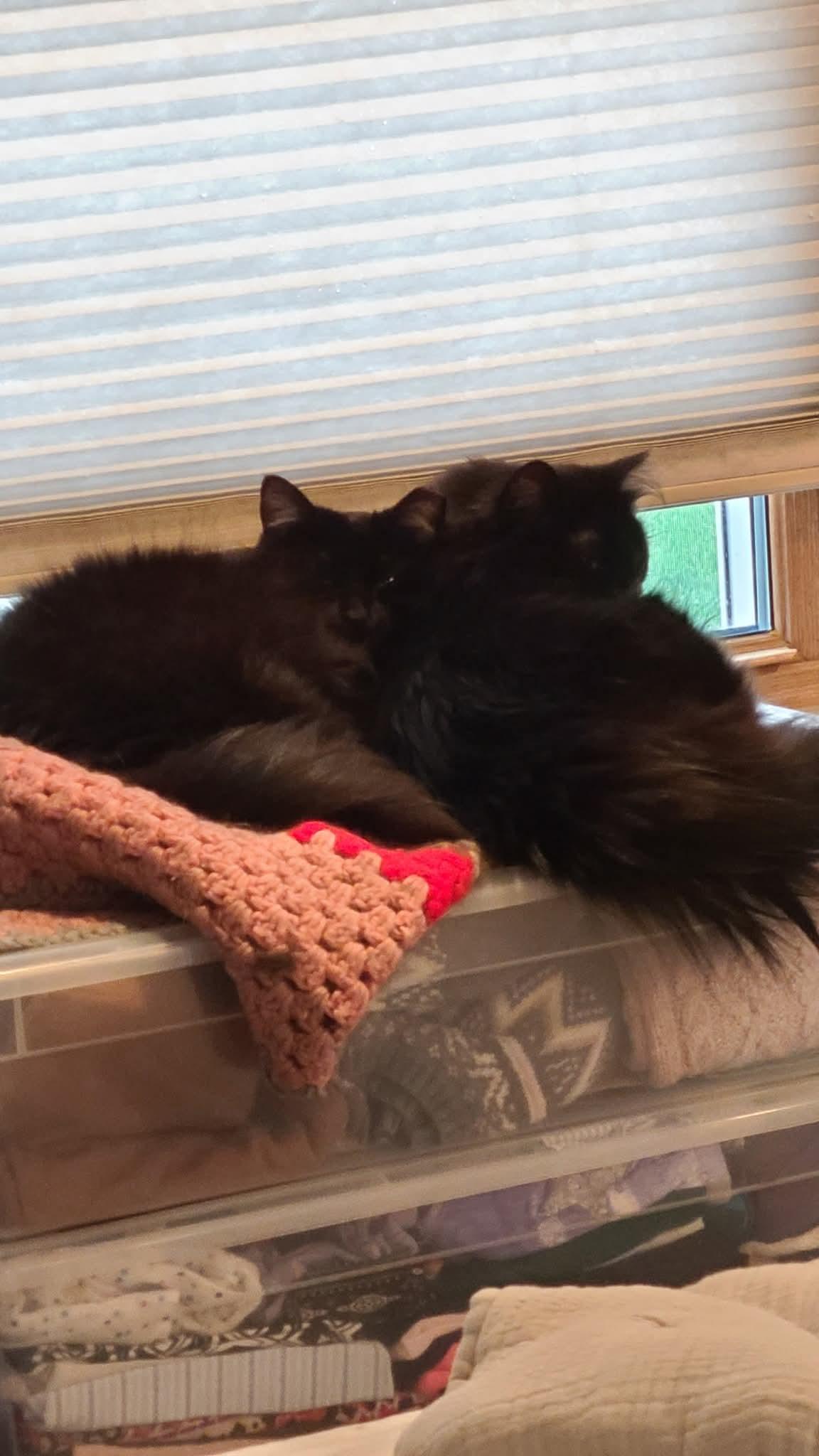 Enlarge Annie, a Adoptable Domestic Medium Hair in Carnegie, PA image 4/5