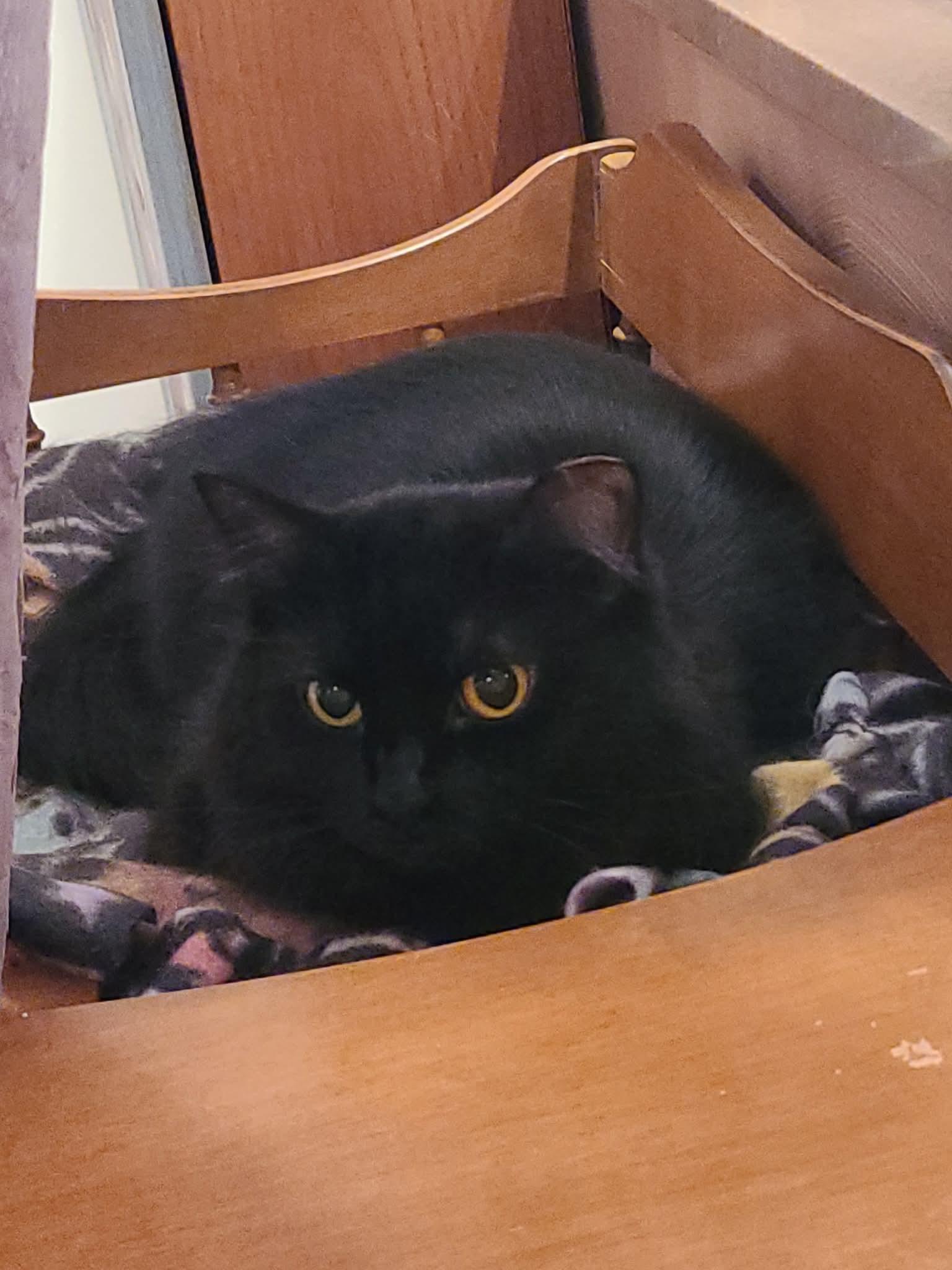 Enlarge Annie, a Adoptable Domestic Medium Hair in Carnegie, PA image 5/5