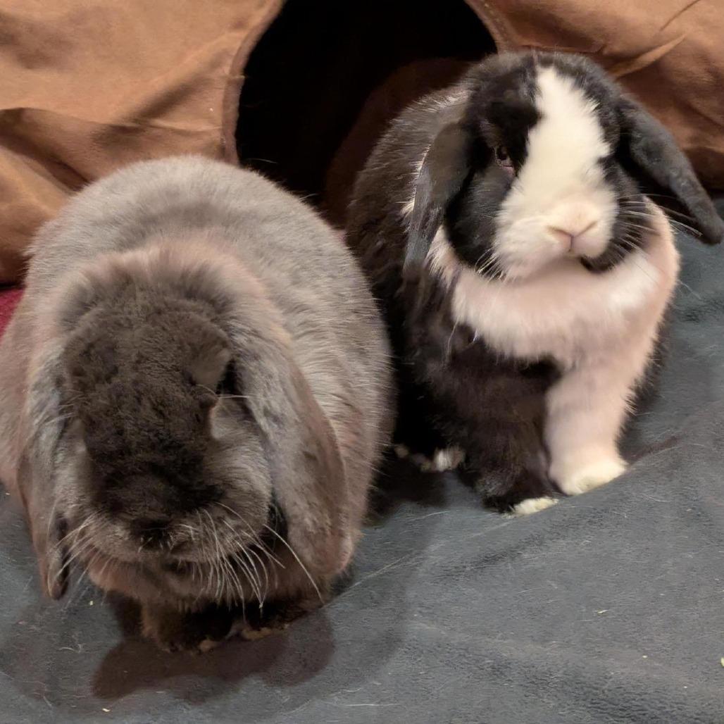 Bug, Adoptable, Adult Male Mini Lop.