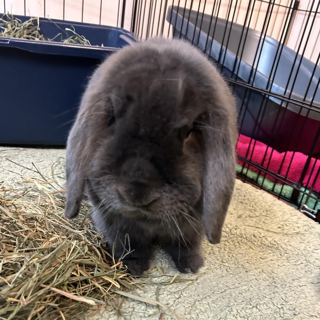 Enlarge Bug, a Adoptable Mini Lop in South Burlington, VT image 1/5