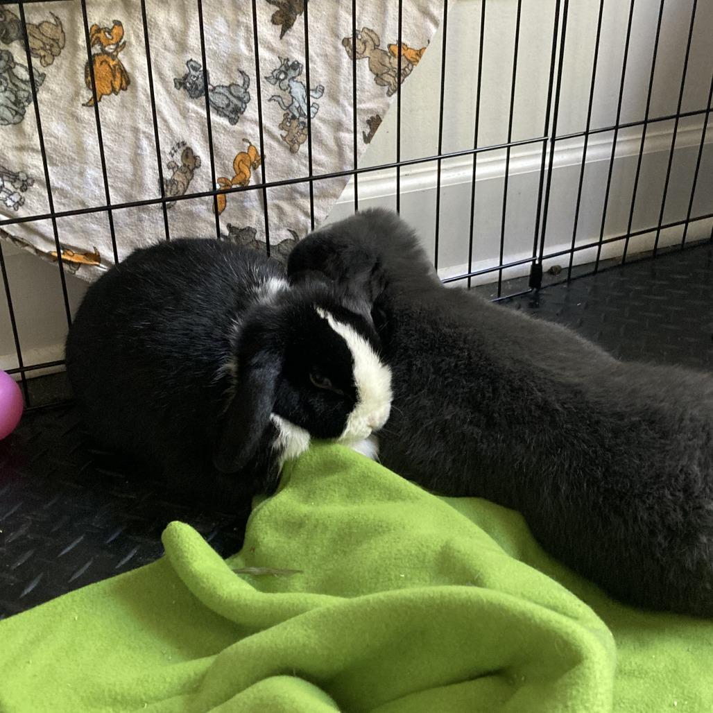 Enlarge Bug, a Adoptable Mini Lop in South Burlington, VT image 2/5