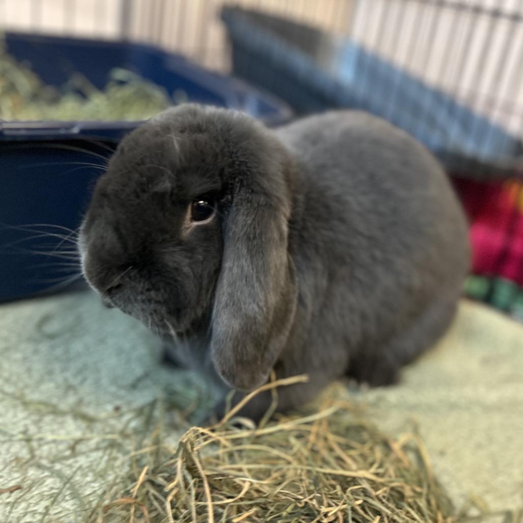 Enlarge Bug, a Adoptable Mini Lop in South Burlington, VT image 3/5