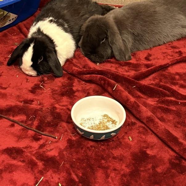 Enlarge Bug, a Adoptable Mini Lop in South Burlington, VT image 4/5