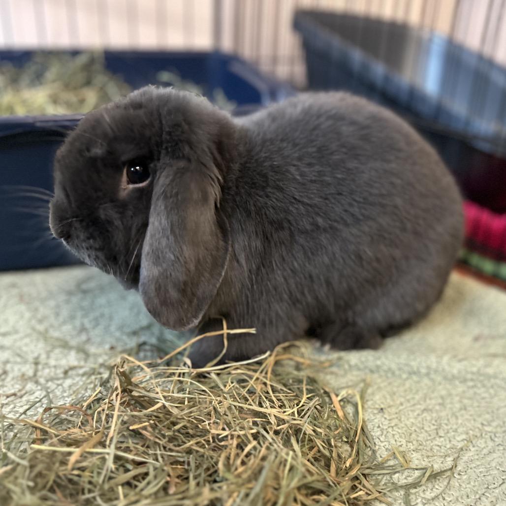 Enlarge Bug, a Adoptable Mini Lop in South Burlington, VT image 5/5