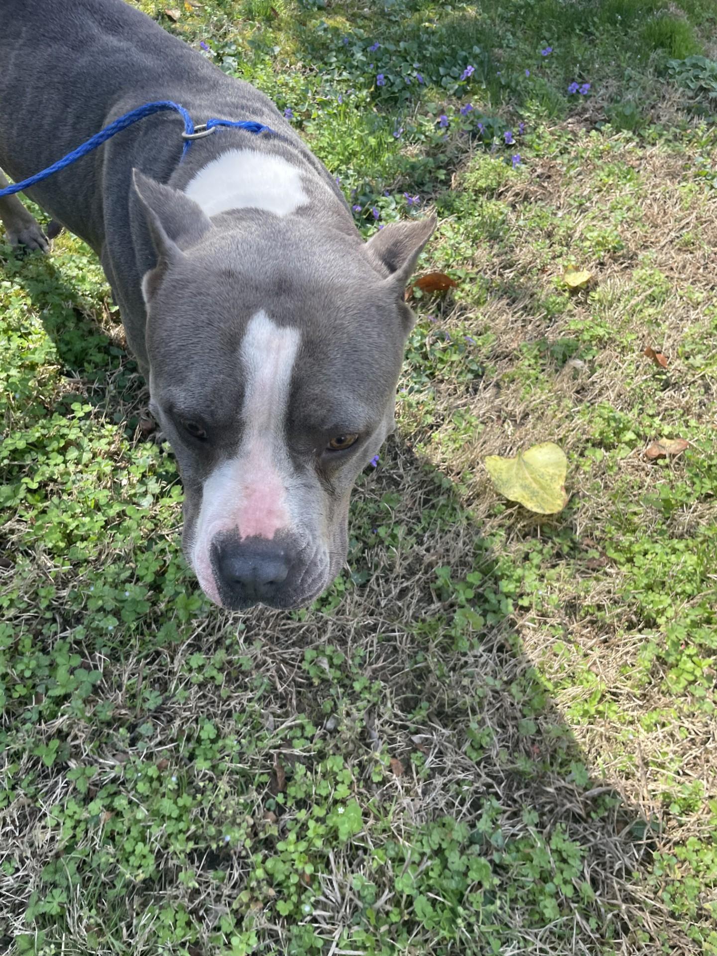 Enlarge Flower19378, a ADOPTABLE mixed breed in Rocky Mount, NC image 4/4