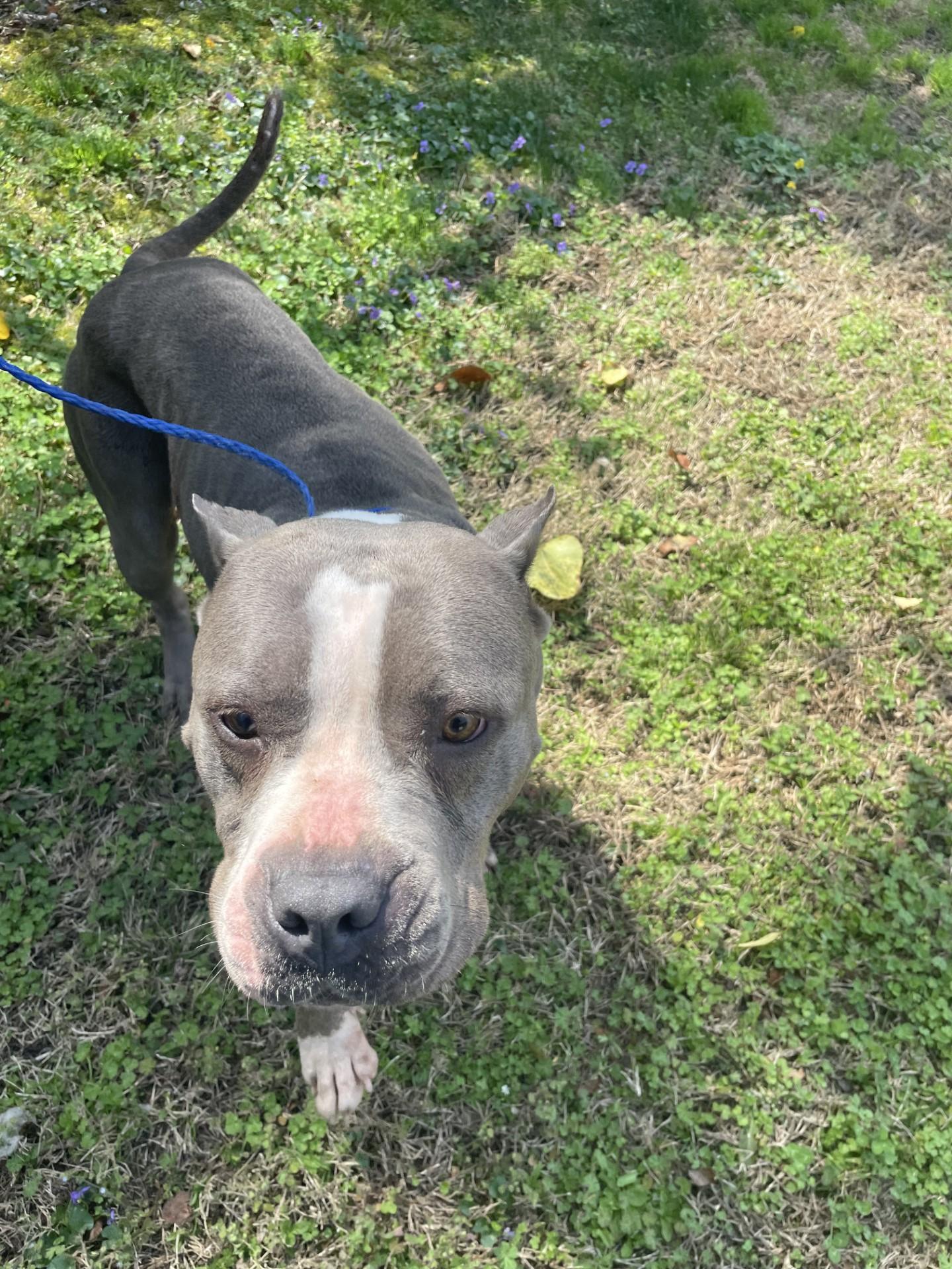 Enlarge Flower19378, a ADOPTABLE mixed breed in Rocky Mount, NC image 1/4