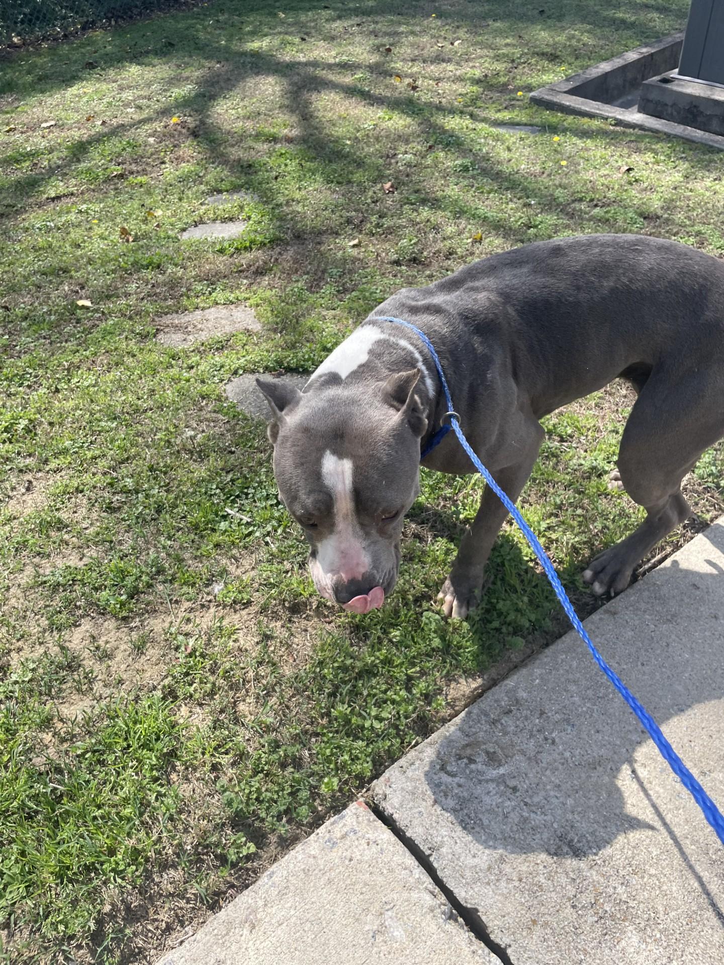 Enlarge Flower19378, a ADOPTABLE mixed breed in Rocky Mount, NC image 2/4