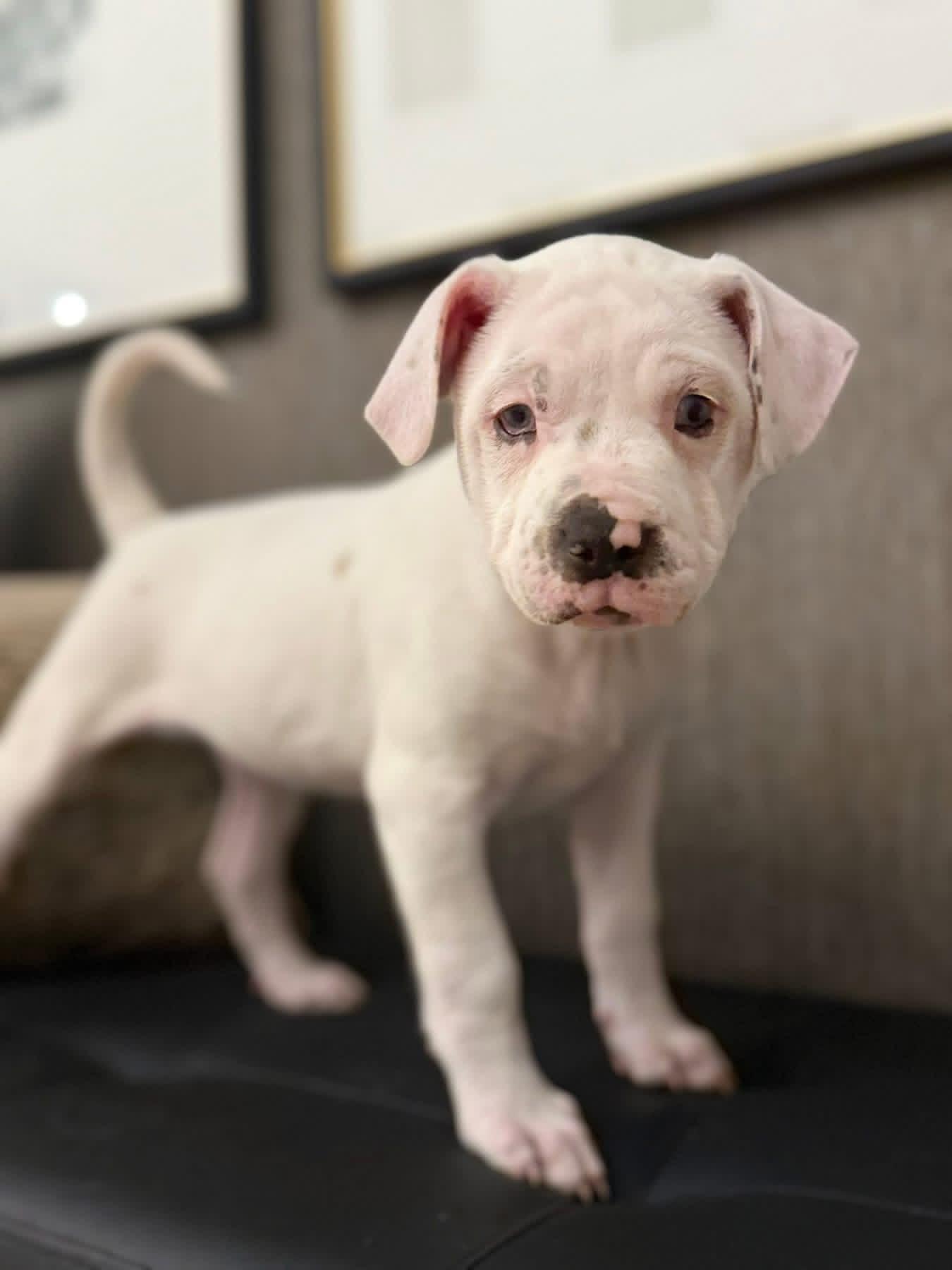 Ellen Griswold (Ruby Sue pup) — thumbnail 2