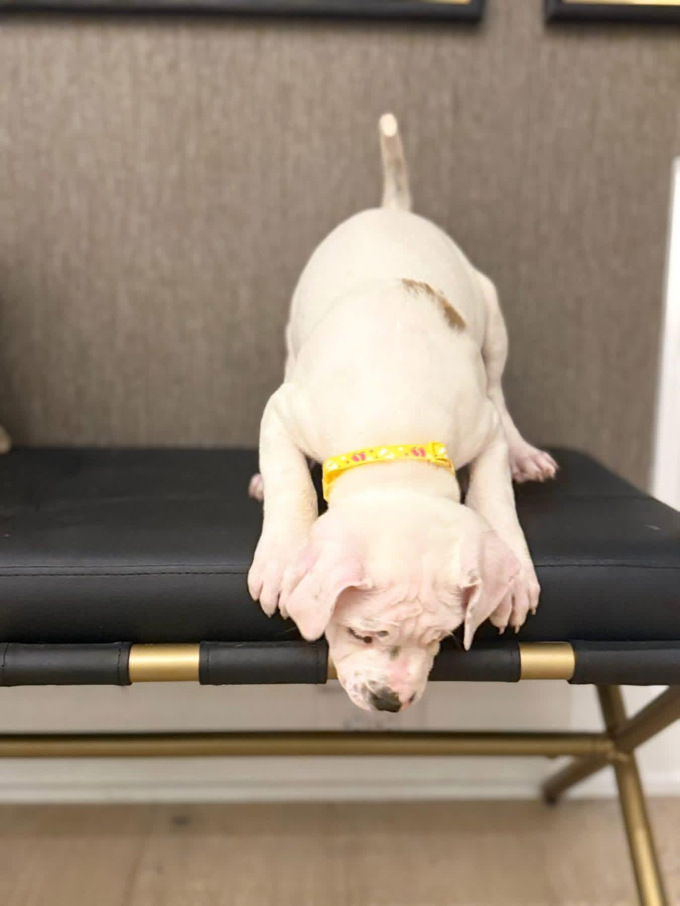 Ellen Griswold (Ruby Sue pup) — thumbnail 3