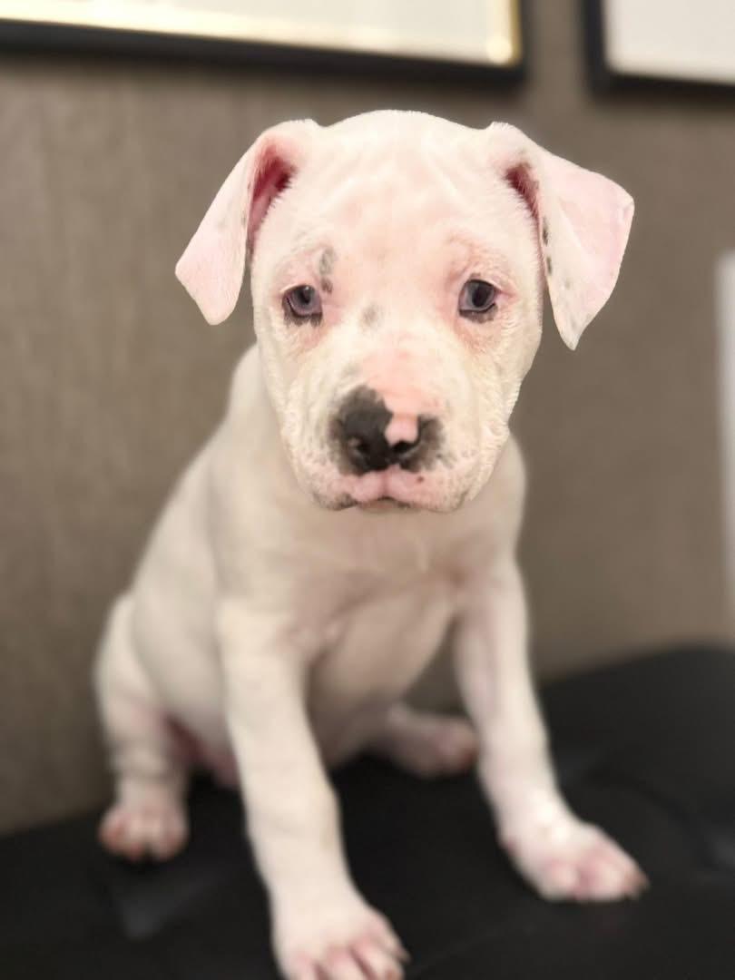 Ellen Griswold (Ruby Sue pup) — thumbnail 4