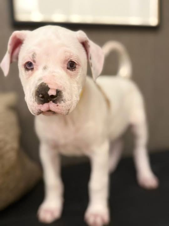 Ellen Griswold (Ruby Sue pup) — thumbnail 5