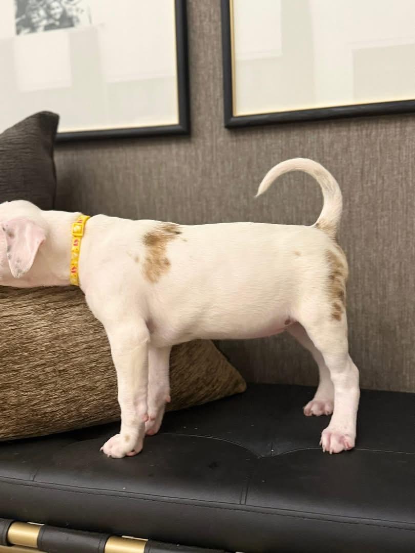 Ellen Griswold (Ruby Sue pup) — thumbnail 6