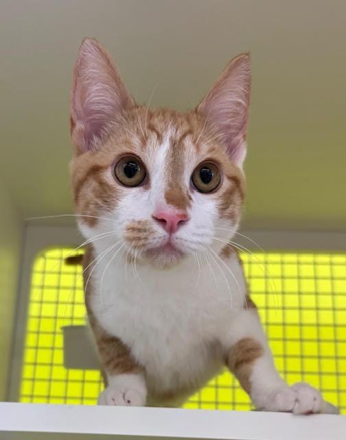 Sherbert, Adoptable, Young Male Domestic Short Hair.