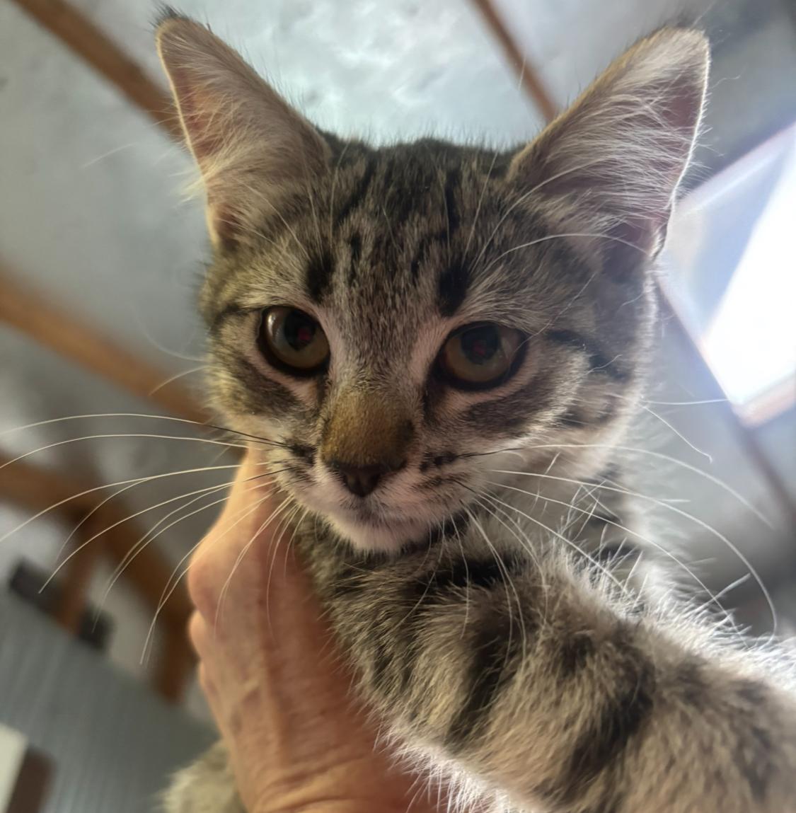 Ginger, ADOPTABLE, Kitten Female Tabby.