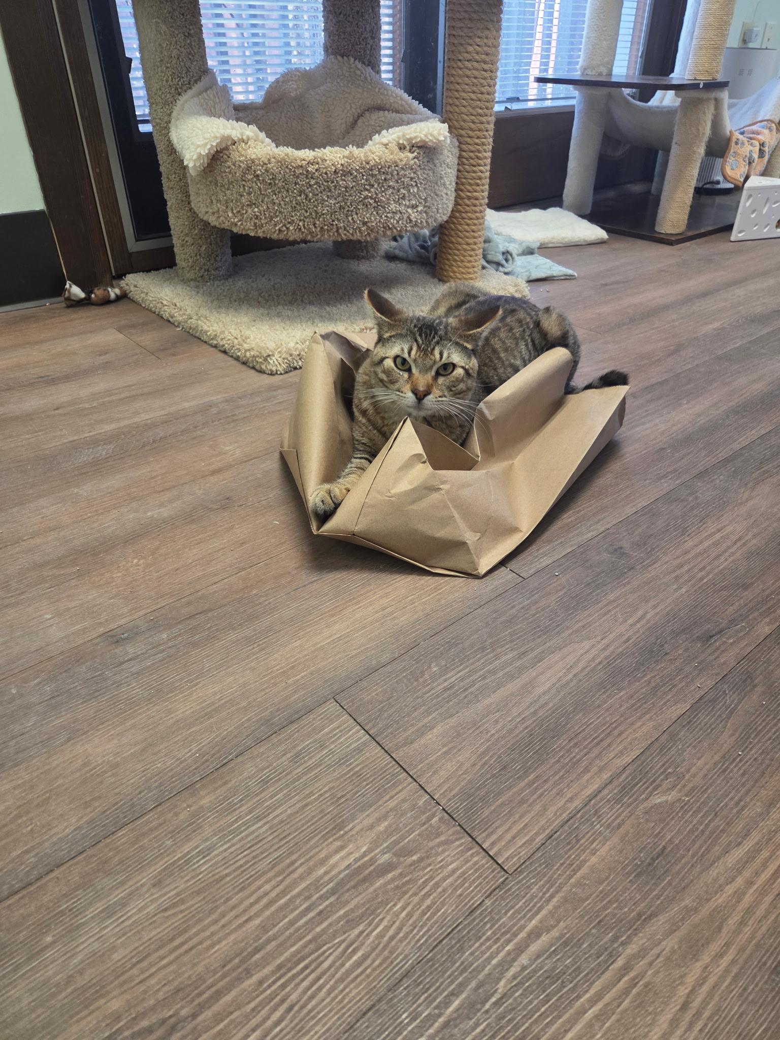 Frank, a ADOPTABLE Tabby in Grosse Ile, MI image 1/4