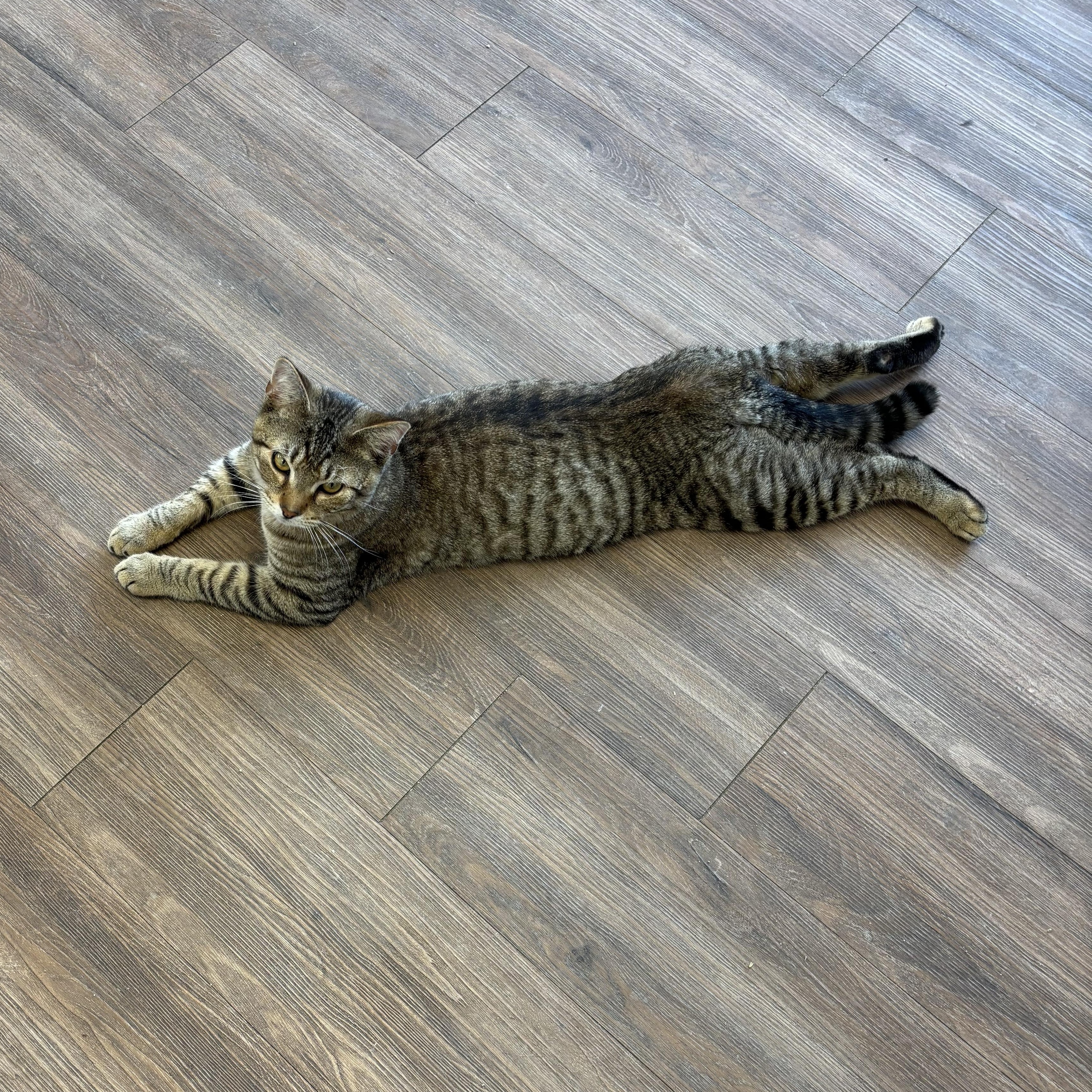 Frank, a ADOPTABLE Tabby in Grosse Ile, MI image 2/4