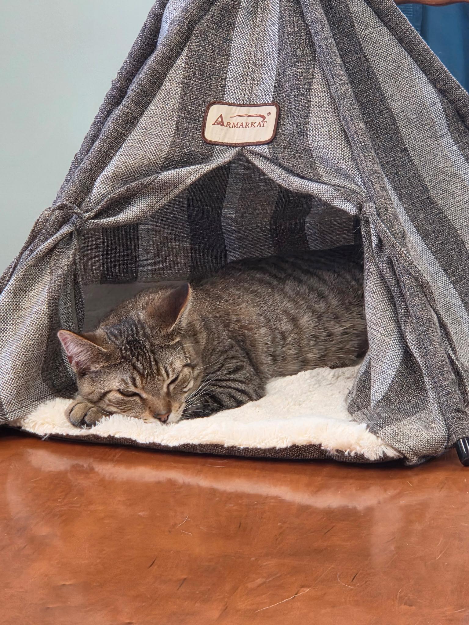 Frank, a ADOPTABLE Tabby in Grosse Ile, MI image 3/4