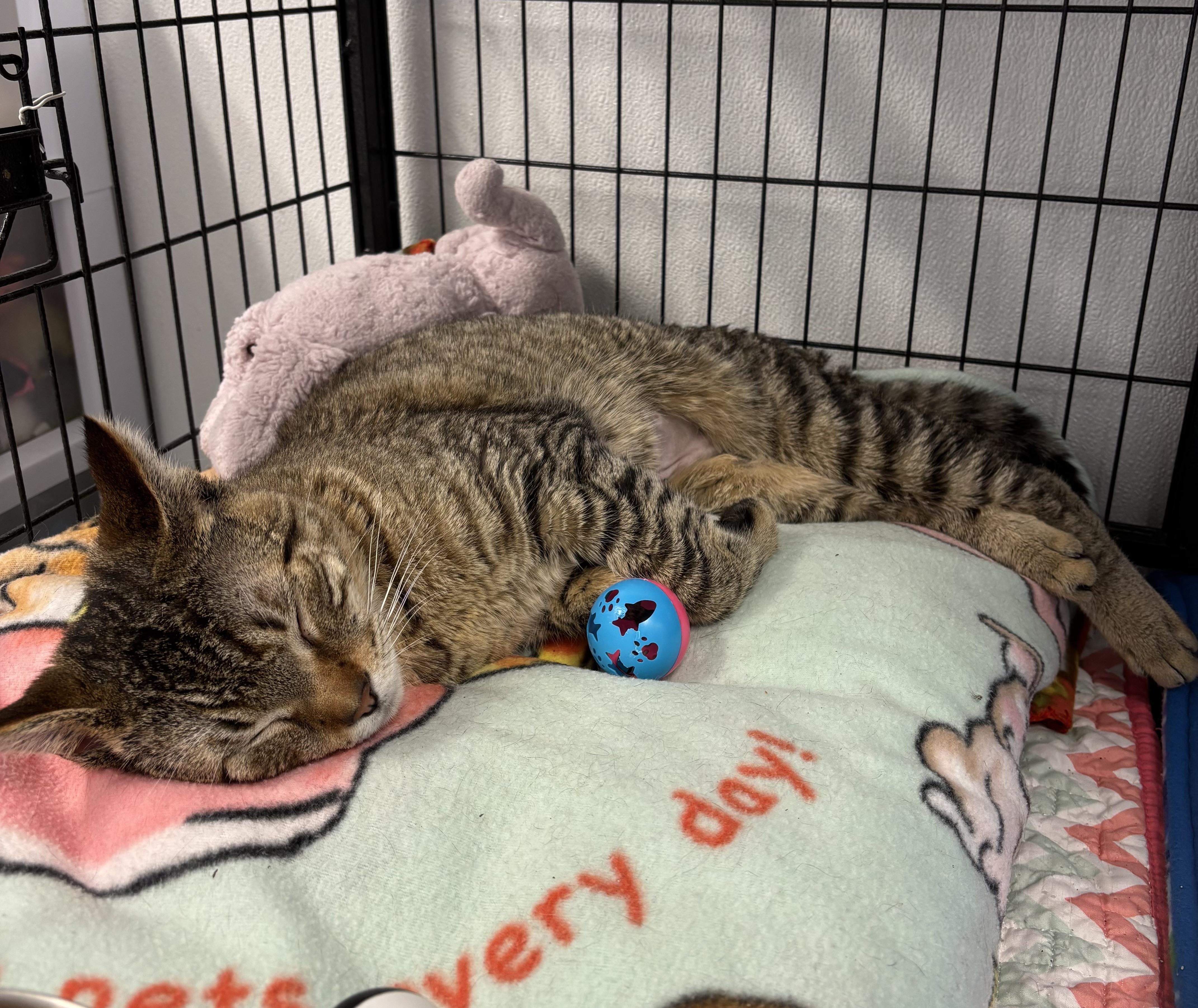 Frank, a ADOPTABLE Tabby in Grosse Ile, MI image 4/4